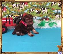 miniature schnauzer puppy posted by Rhonda Wallace